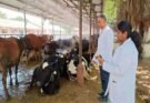 Haryana: पशुपालन विभाग ने उठाए यह कदम, जानिए पशुओं को लू से कैसे बचाएं
