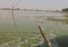 Dharuhera: खेतों में पहुंचा साहबी बैराज का दूषित पानी, मतदान बहिष्कार की दी चेतावनी