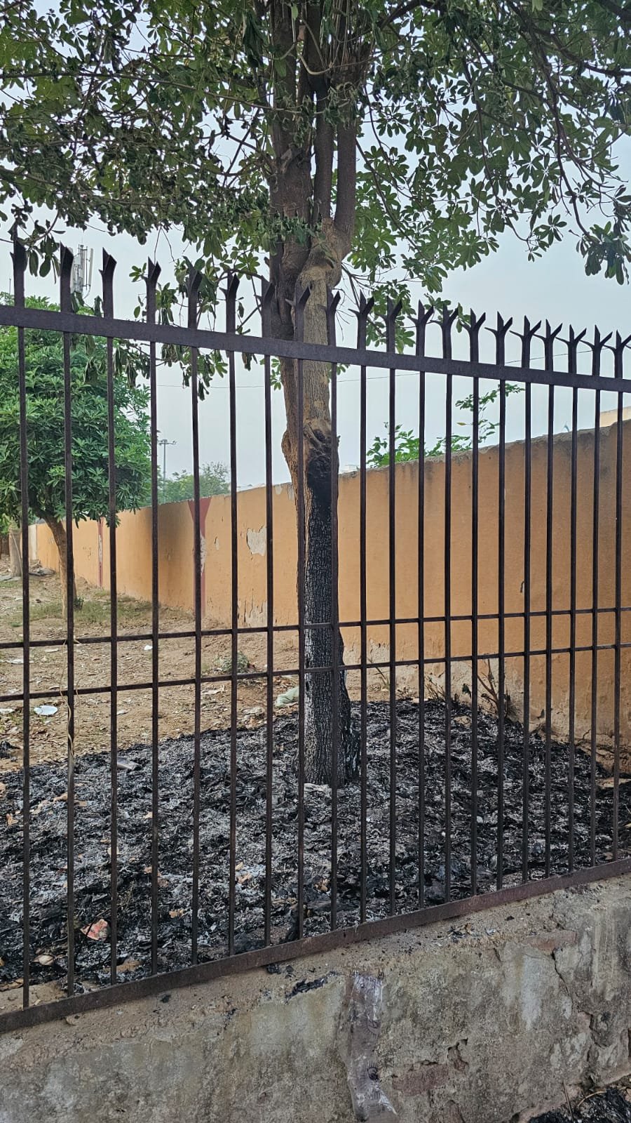 धारूहेडा: सेक्टर छह सामूदायिक केंद्र में कूडे में लगाई आग से जला पेड