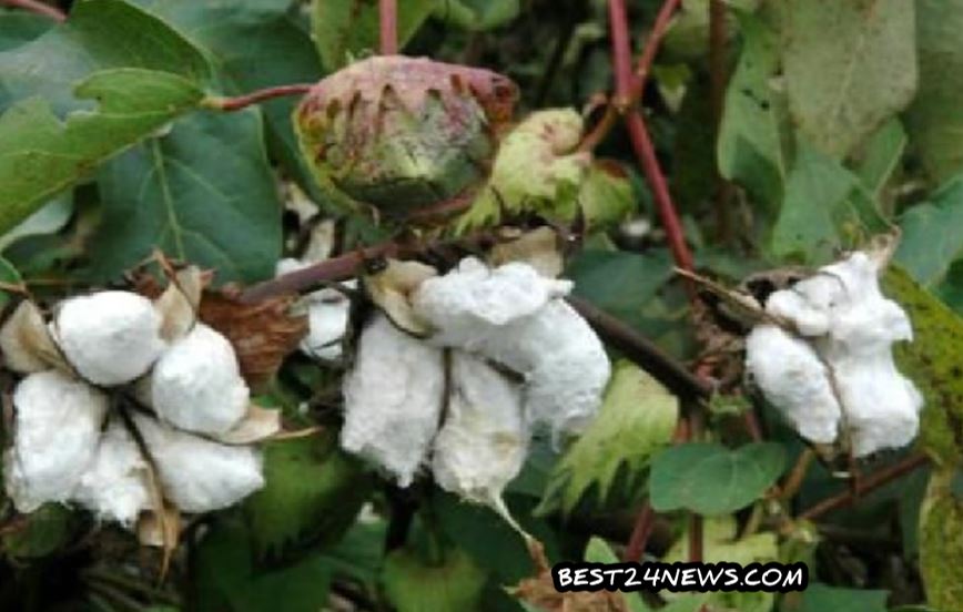 COTTON NEWS