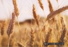 Wheat Variety: गेहूं की ये किस्म किसानों को कर देगी मालामाल, जानिए क्या है इसके फायदे