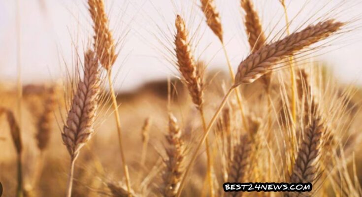 Wheat Variety: गेहूं की ये किस्म किसानों को कर देगी मालामाल, जानिए क्या है इसके फायदे