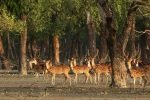 Wildlife Corridor: हरियाणा-पंजाब में बनेगा वाइल्डलाइफ कॉरिडोर, सरकार ने दी मंजूरी