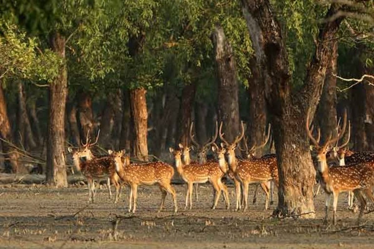 Wildlife Corridor: हरियाणा-पंजाब में बनेगा वाइल्डलाइफ कॉरिडोर, सरकार ने दी मंजूरी