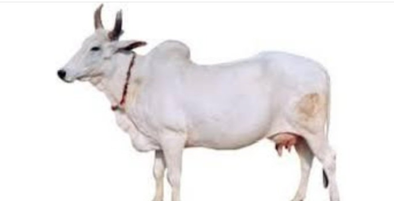 हरियाणा सरकार का बडा ऐलान: देशी गाय खरीदने पर मिलेगी 30 हजार सब्सिडी