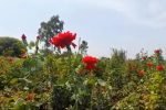 rose_farming