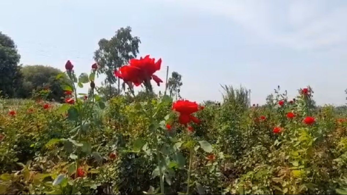 rose_farming