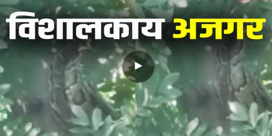 Viral Video: Giant python found on a tree in Dharuhera, learn how the team rescued it