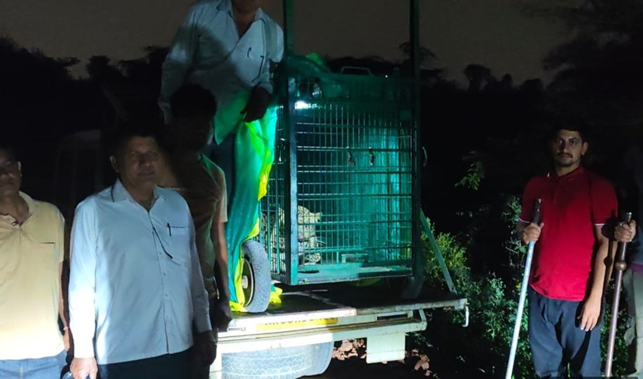 Breaking News: तेंदुए को दीपावली पर मुक्ति की सांस, तेंदुआ फिर बना जंगल का बादशाह