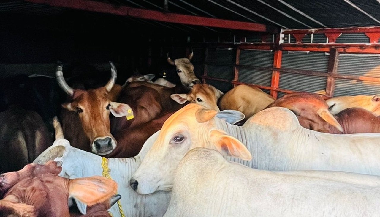 COW