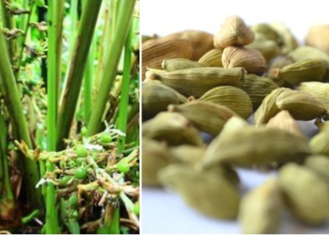 इलायची की खेती से किसान हुए मालामाल, जानिए कैसे करें इसकी खेती