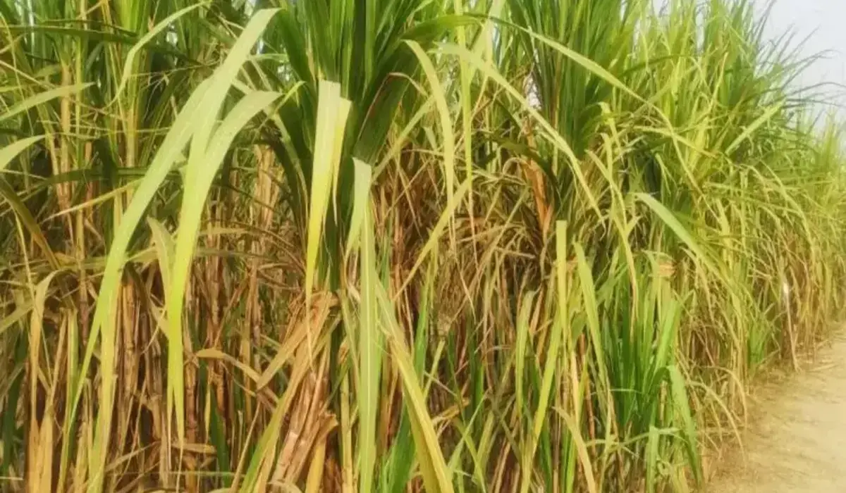 Haryana News: हरियाणा के किसानों के लिए गन्ने की नई कीमतों पर चढूनी ने प्रतिक्रिया दी, बोले- यह बढ़ोतरी उम्मीद से कम