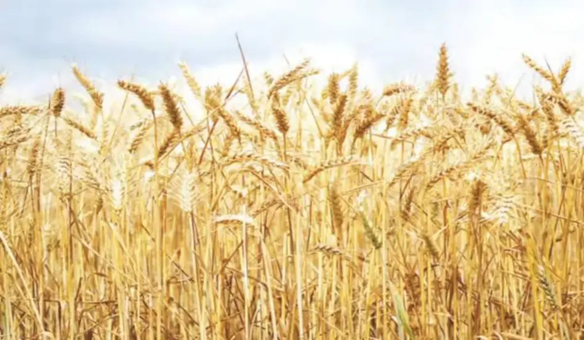 Haryana News: किसानों के लिए खुशखबरी! हिसार HAU की नई खोज WH-1402, किसानों के लिए वरदान बनेगी ये गेहूं की सुपर किस्म