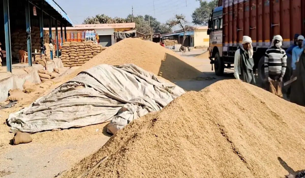 Haryana News: बाजरा खरीद में धोखाधड़ी का पर्दाफाश! जांच में पकड़ी गई करोड़ों की गड़बड़ी