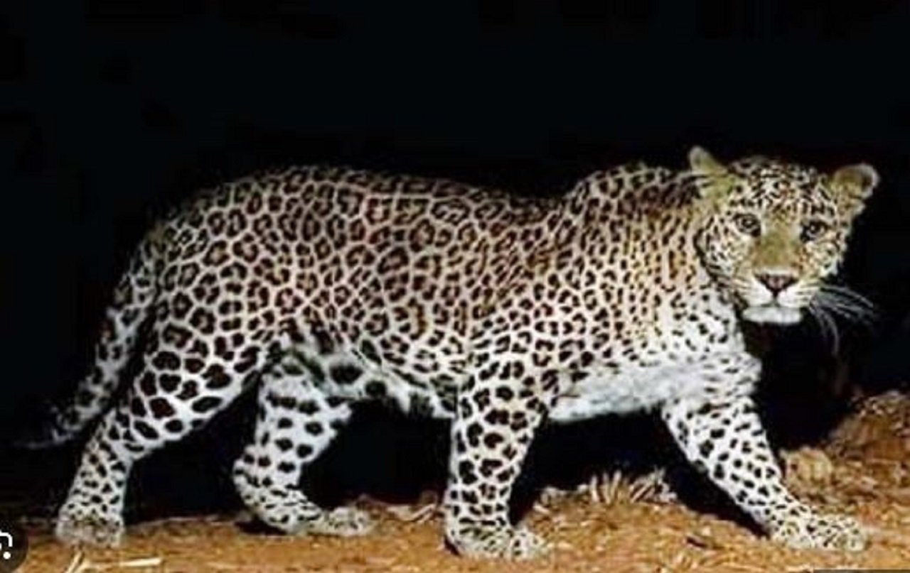 हरियाणा के इस कॉलेज में रात को आया तेंदुआ, मचा हडंकप , सीसीटीवी में कैद हुई फुटेज