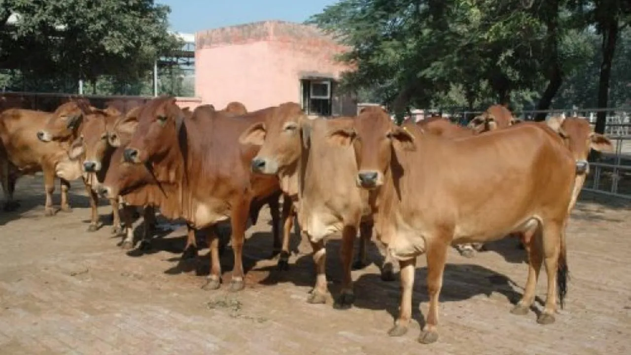 Haryana: फर्रुखनगर में पशु स्वास्थ्य के लिए नया कदम—पॉलीक्लिनिक ट्रॉमा सेंटर की तैयारी, भूमि स्वीकृत