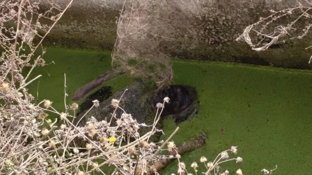 Rampur Mundana में हैरान कर देने वाला मामला! गंदे नाले में मिला युवक का शव, पुलिस जांच में जुटी