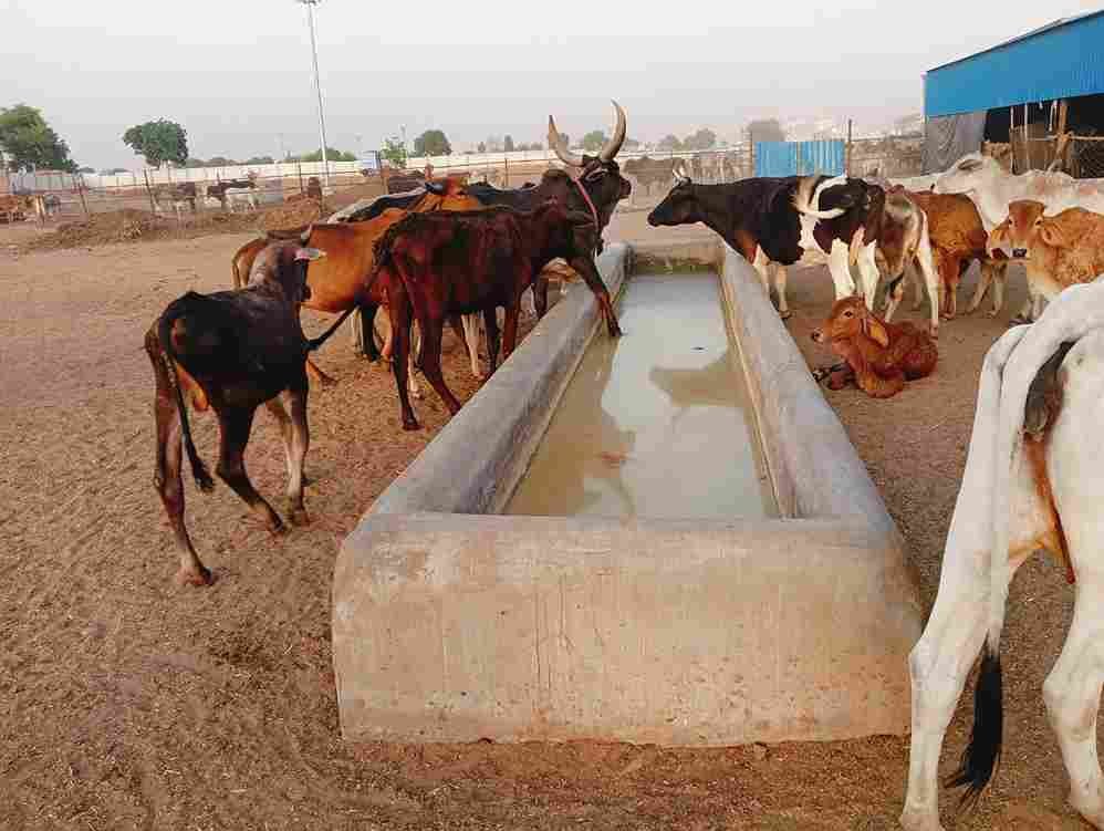 Nandu gosala dharuhera