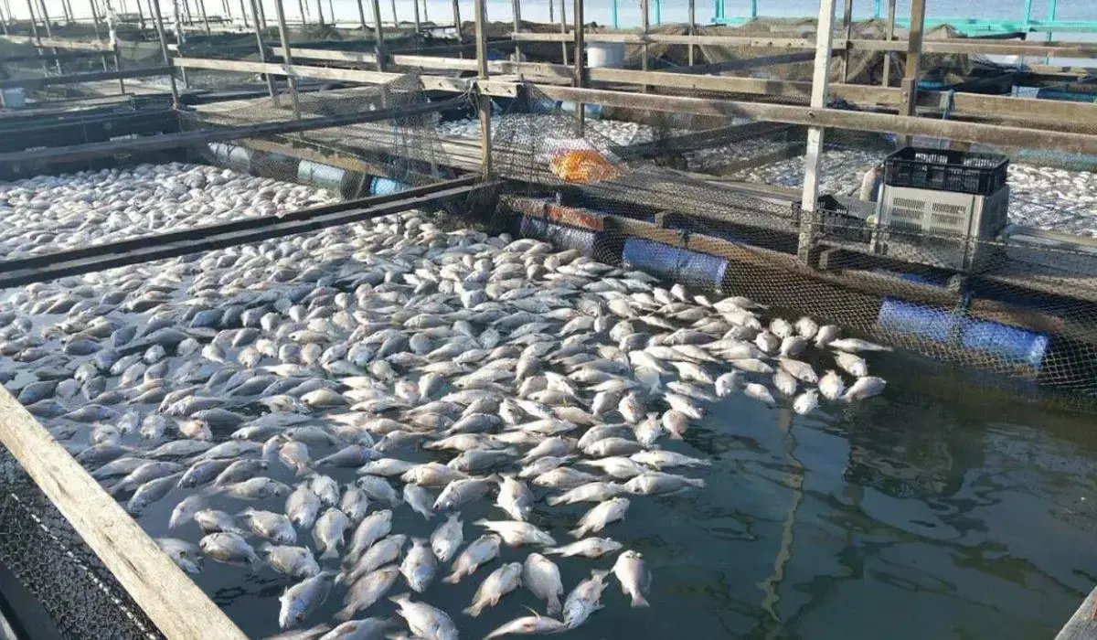 Haryana News: हरियाणा सरकार का बड़ा कदम, मछली मंडियों से मत्स्य पालन को मिलेगा नया जीवनदान