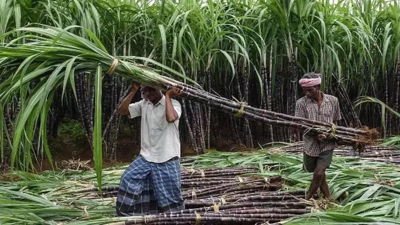 Haryana News: गन्ना किसानों के लिए बड़ी खुशखबरी, हरियाणा सरकार दे रही है ये सुविधा, जानें कैसे और कब तक भर सकते हैं आवेदन
