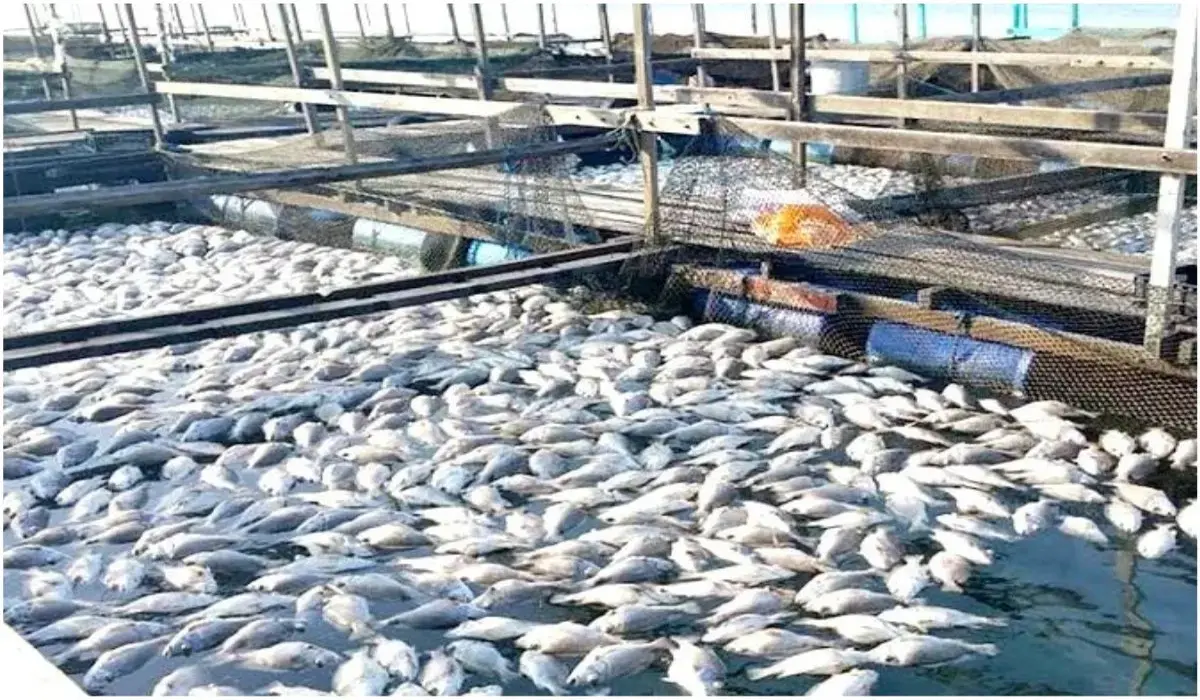 Haryana News: हरियाणा के बागवानी और मत्स्य कर्मचारियों के लिए शुरू हुई कैशलेस स्वास्थ्य सेवा, जानें पूरी प्रक्रिया