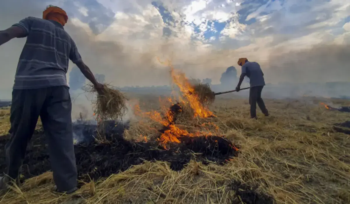 Haryana News: हरियाणा में पराली जलाने पर कड़ा प्रतिबंध, 563 मामले अब तक दर्ज
