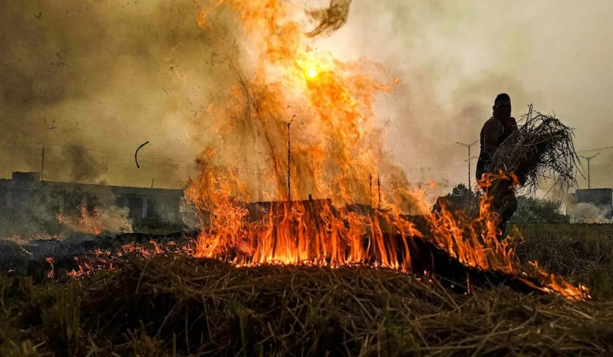 Haryana News: हरियाणा में पराली जलाना 77 फीसदी घटा, किसानों को बड़े इनाम मिलेंगे, जानें स्कीम का पूरा फायदा