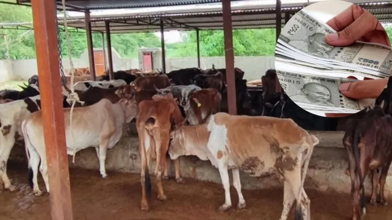 Haryana सरकार का बड़ा तोहफ़ा: देसी गाय पालने वाले किसानों को सालाना ₹30,000 की आर्थिक मदद मिलेगी