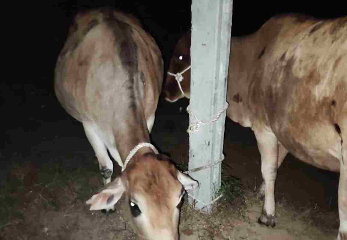 गौतस्करों ने चलती पिकअप से 5 गोंवशों को फैंका, जानिए कैसे चढे हत्थे