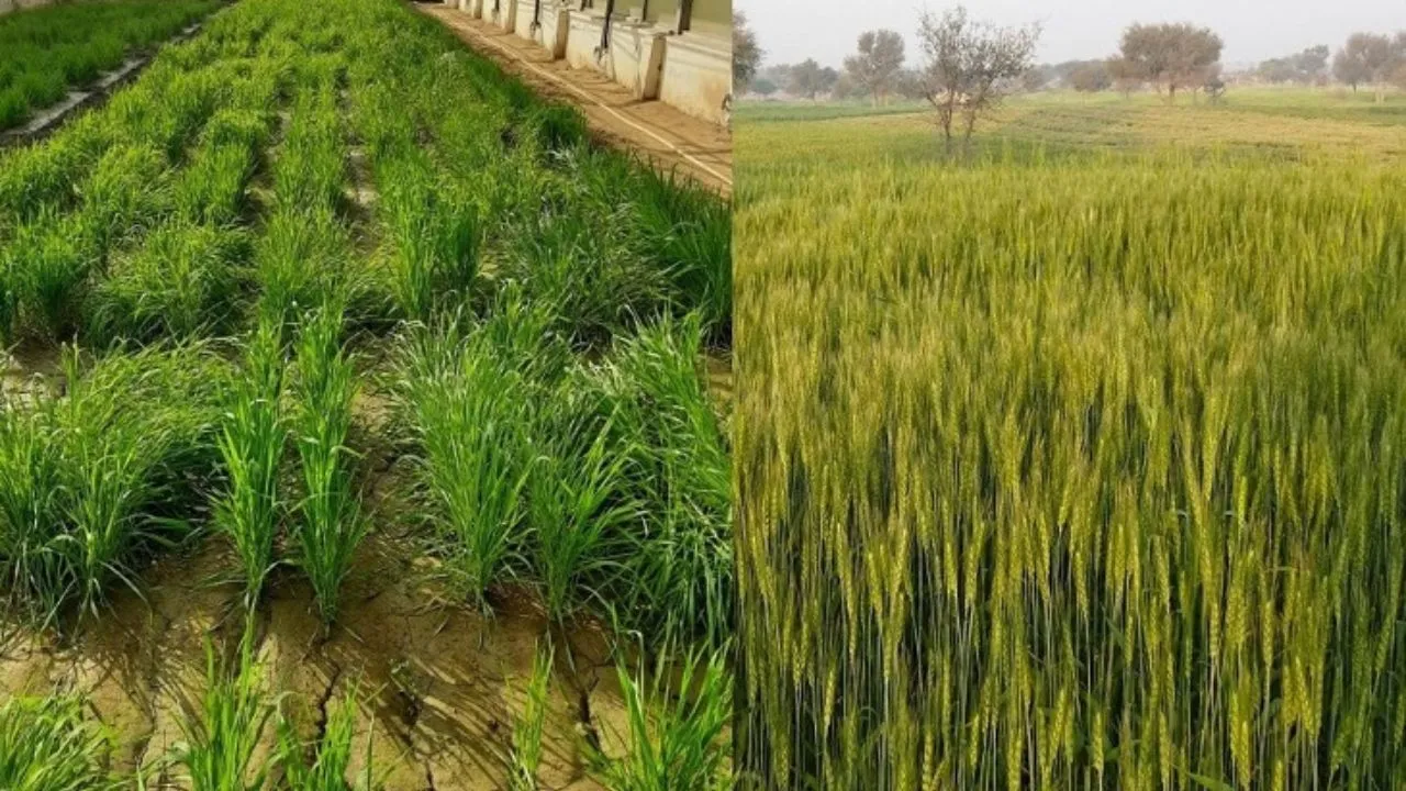 Haryana: गेहूं के बीज की किल्लत से परेशान किसान, चार दिनों से नहीं मिल रहा बीजHaryana: गेहूं के बीज की किल्लत से परेशान किसान, चार दिनों से नहीं मिल रहा बीज