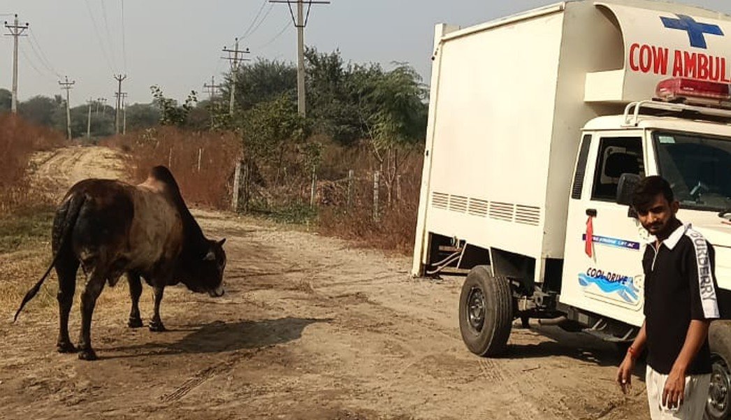 दलदल में फंसे नंदी का सफल रेस्क्यू, देवकी गौ उपचार सेवा संस्था की टीम ने दो घंटे में निकाला सुरक्षित