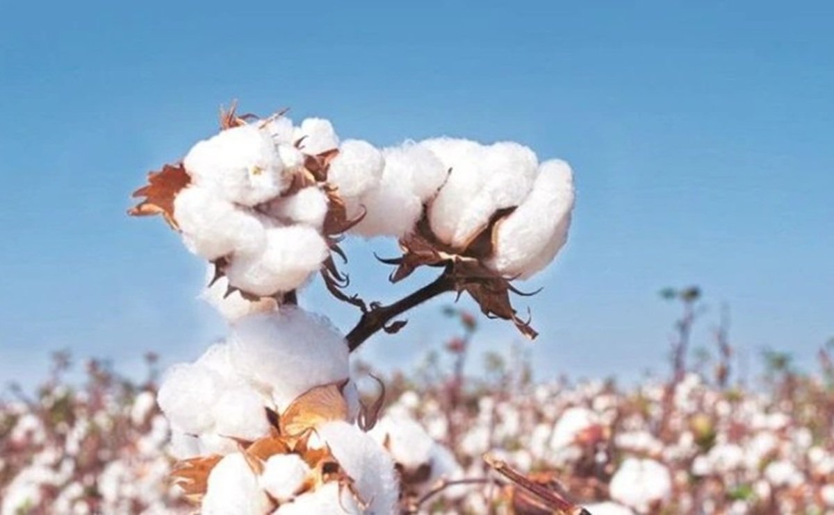 किसान मेले ने रचा इतिहास, जल्द आएगा नया कॉटन बीटी बीज