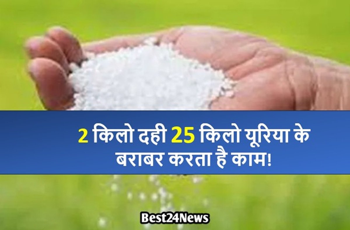 2 किलो दही 25 किलो यूरिया के बराबर करता है काम!
