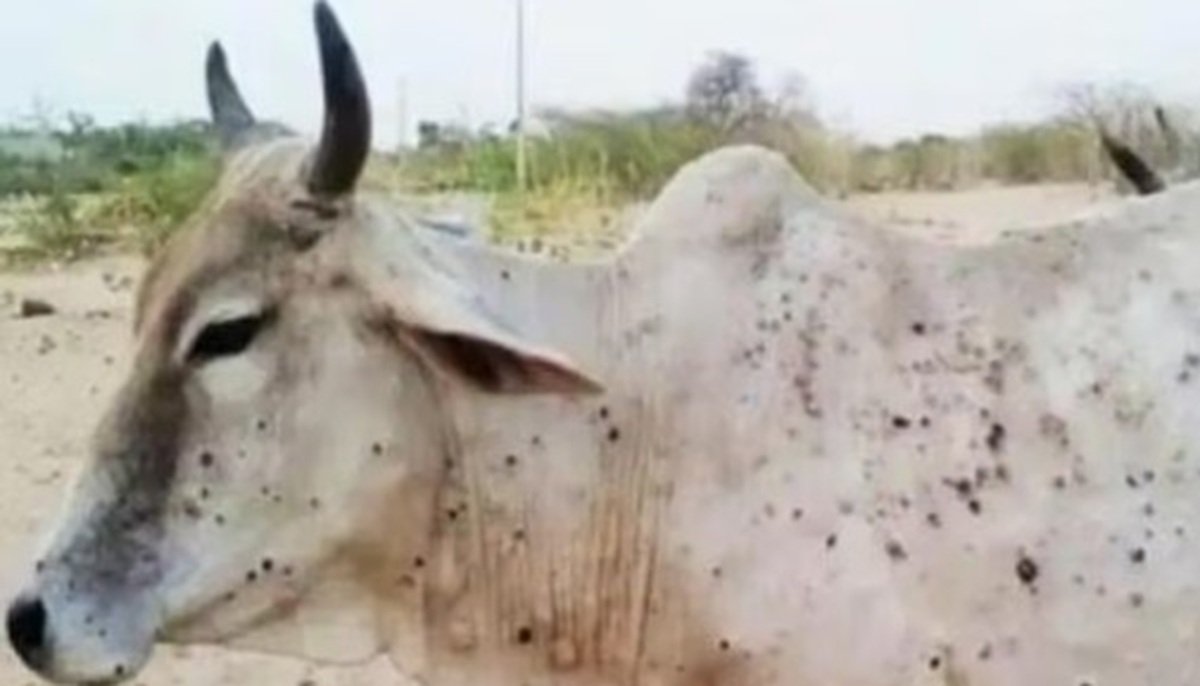 हरियाणा में लम्पी स्किन डिजीज का खतरा बढ़ा, पशुपालकों को जारी की एडवाइजरी