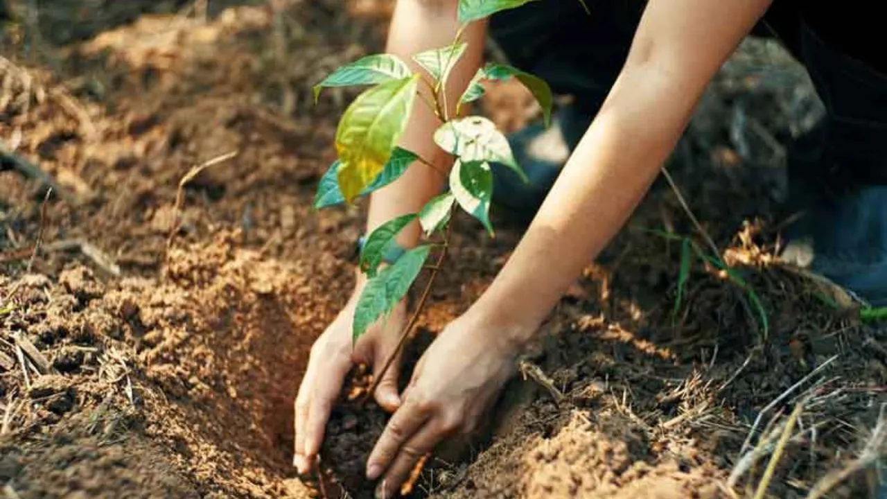 Haryana News: अरावली ग्रीन वॉल प्रोजेक्ट फेल? टिकली गांव में लगाए पौधे सूखने से उठे सवाल