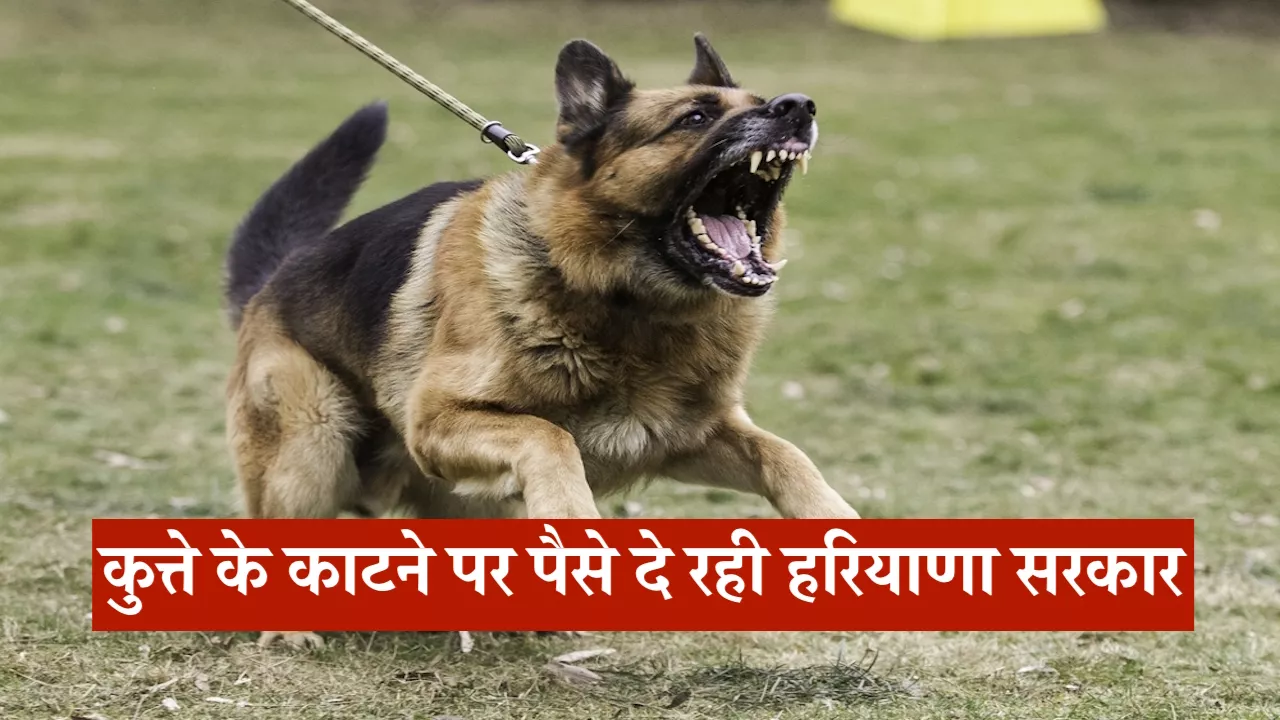 Haryana News: कुत्ते के काटने पर पैसे देगी हरियाणा सरकार, जानिए क्या करना होगा