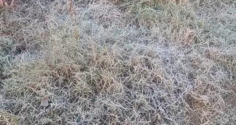 Cold news: हरियाणा के रेवाड़ी में जमा पाला
