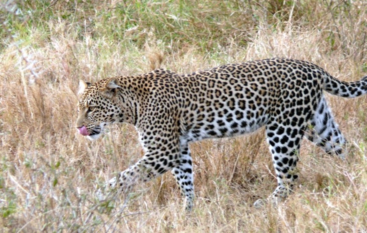 A leopard roaming inside the Honda two-wheeler company premises has become a challenge for the forest department; it hasn't been caught even after 96 hours.