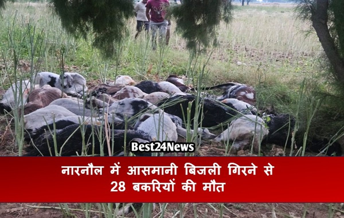 नारनौल में आसमानी बिजली गिरने से 28 बकरियों की मौत, पशुपालक बेहोश