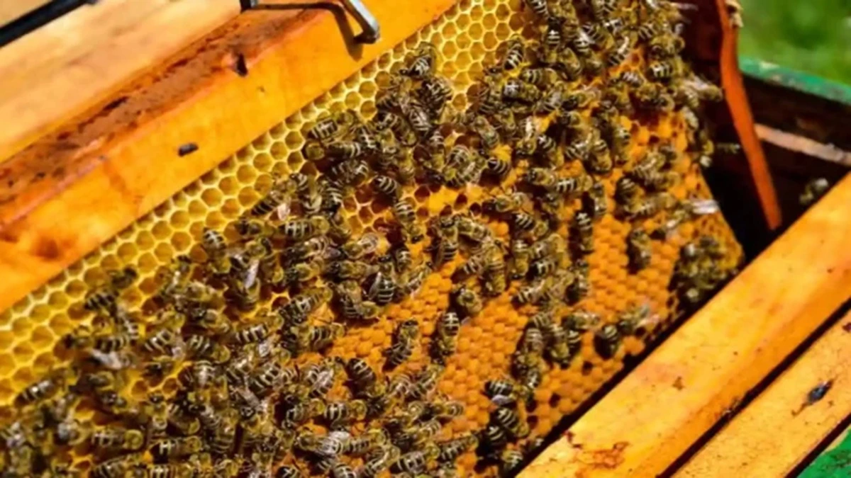 Breaking news Bhavantar Bharpai Yojana A big gift to beekeepers