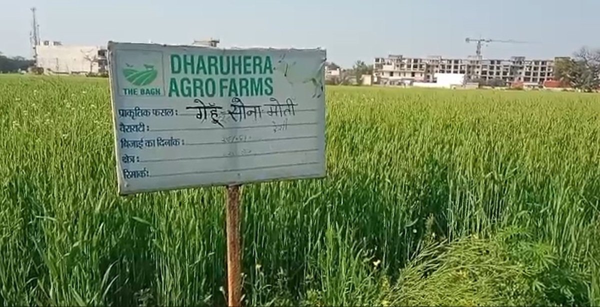 अब रेवाड़ी के लोगों को जहरयुक्त अनाज से मिलेगी मुक्ति, जानिए कैसे