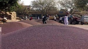 AAP में बड़ा सियासी घमासान राघव चड्ढा हटाने से बढ़ा विवाद 1 mustered mandi sarso