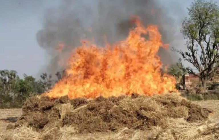 Fire in Wheat : गेंहू की फसल में लगी आग, रेवाड़ी में डेढ एकड फसल जलकर राख