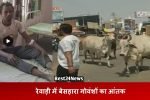 Menace of Stray Cattle in Rewari: फिर एक युवक को कूचला