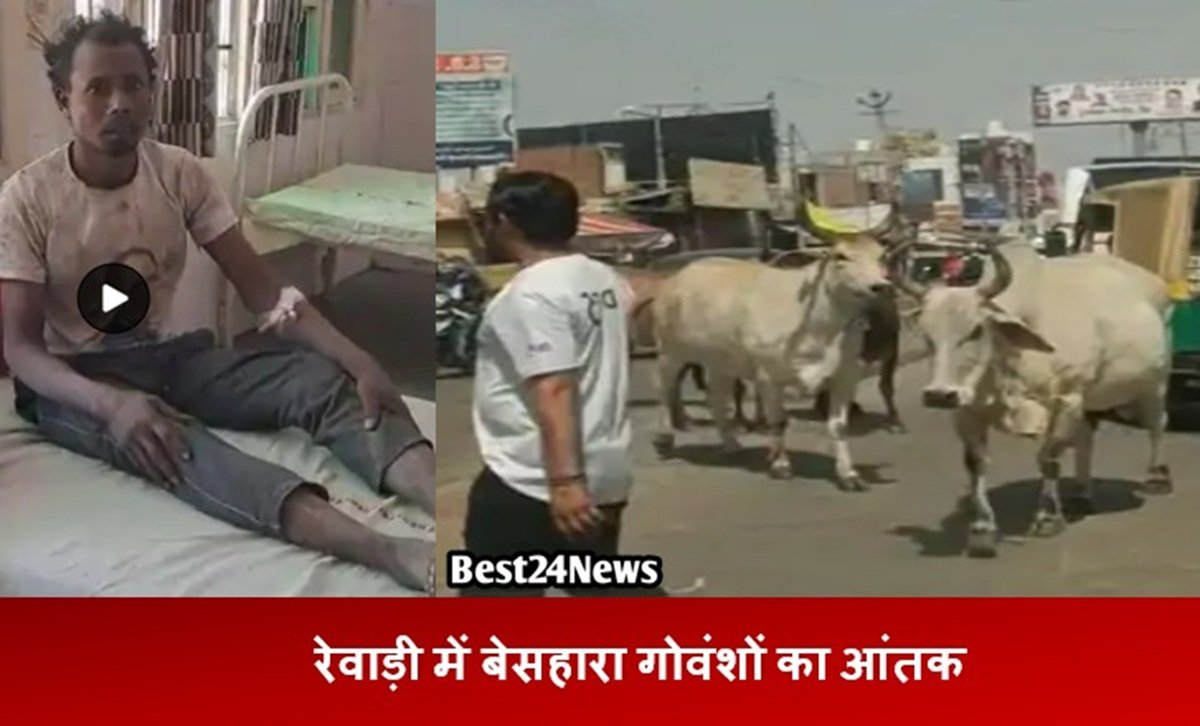 Menace of Stray Cattle in Rewari: फिर एक युवक को कूचला