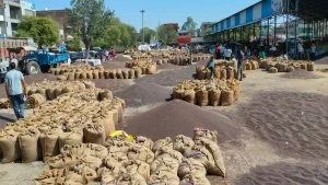 Rewari Mandi Latest News