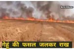 आग का तांडव, 4 एकड़ गेहूं जलकर राख