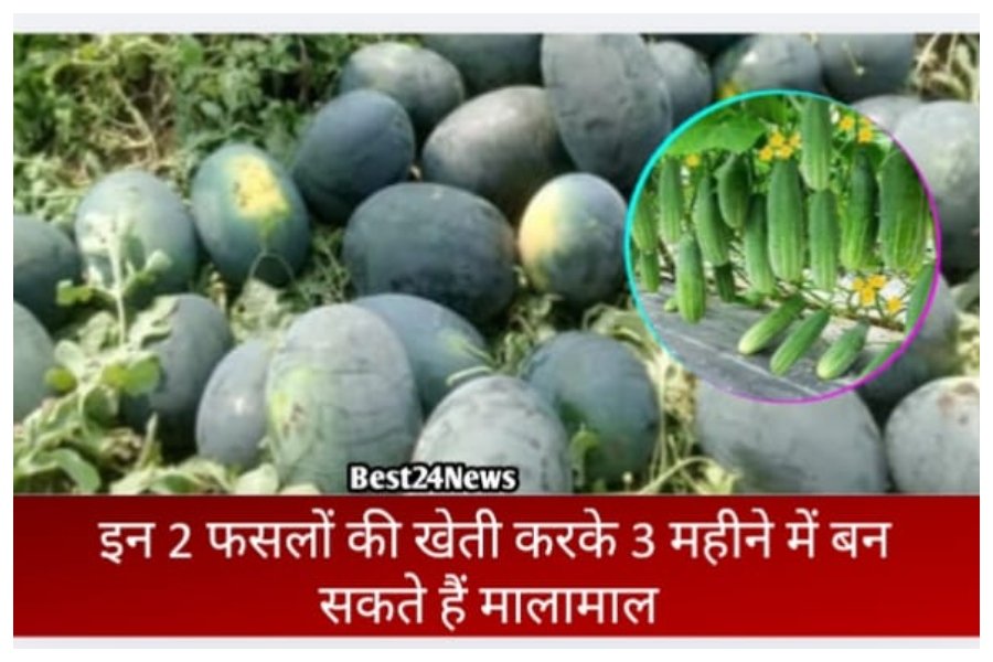 इन फसलों की खेती कर 3 महीने में बनेंगे मालामाल