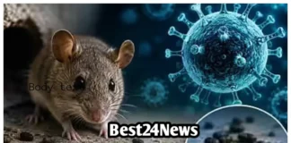 Hantavirus: कोरोना के बाद नया खतरा! हंता वायरस ने बढ़ाई टेंशन