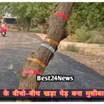 Fatehabad Road News: सड़क बन गई, पेड़ नहीं हटा! फतेहाबाद में विभागों की बड़ी लापरवाही
